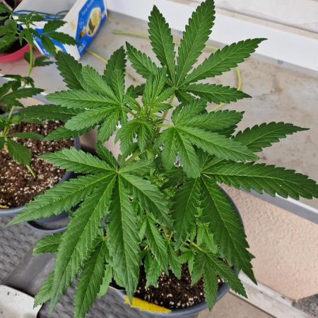Chemical Candy Auto