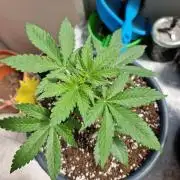 Chemical Candy Auto