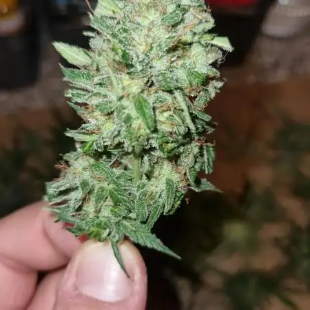 Gorilla Zkittlez Automatic