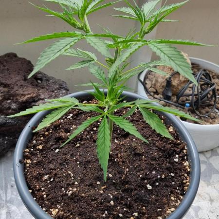 Gorilla Zkittlez Automatic