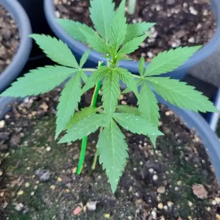 Forbidden Fruit Auto