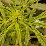 Gorilla Z Auto