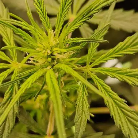 Gorilla Z Auto