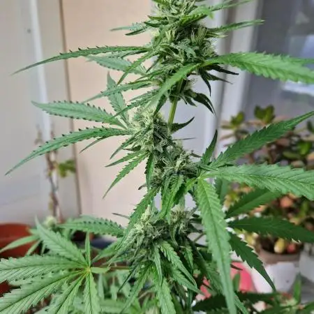 Strawberry Shortcake Auto
