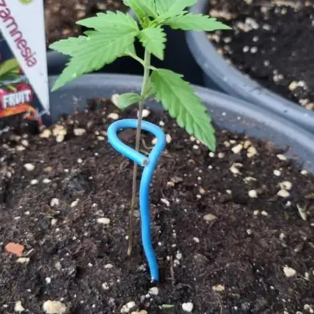 Forbidden Fruit Auto