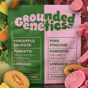 Pink Poochie Vaders Cut