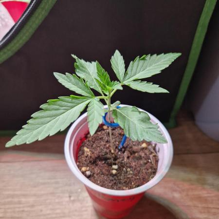 Pink Honey Fem Photo