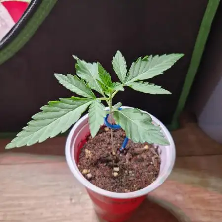Pink Honey Fem Photo