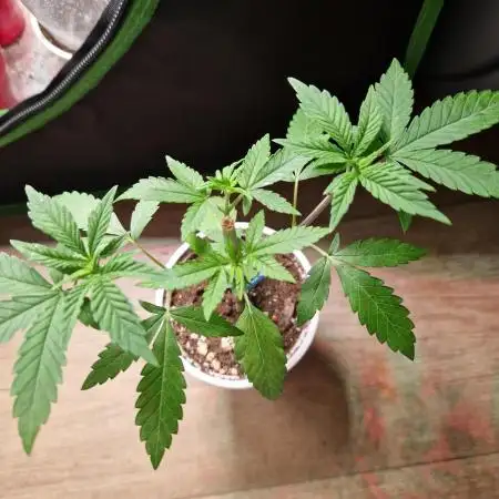 Gorilla Melon