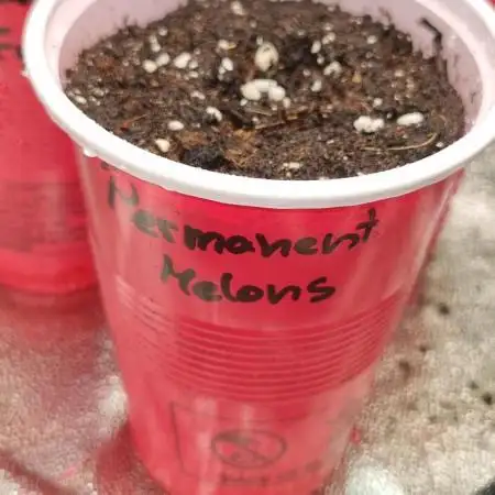 Permanent Melons Fem Photo