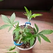 Bluzcotti Vaders Cut (2026)