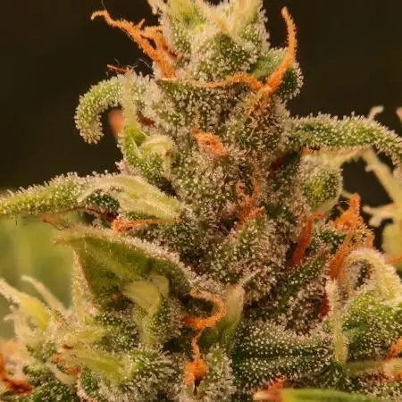 Gorilla Z Auto