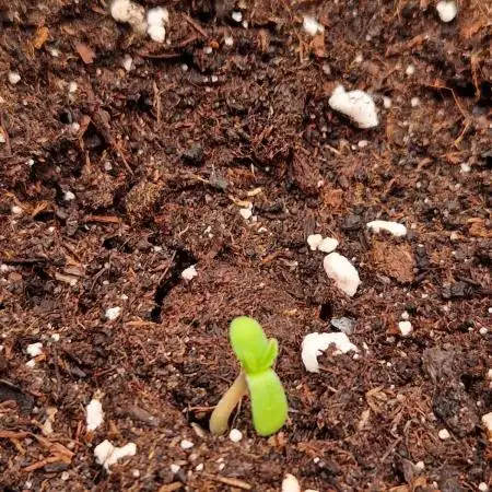 Gorilla Z Auto