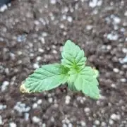 Super Lemon Haze Auto