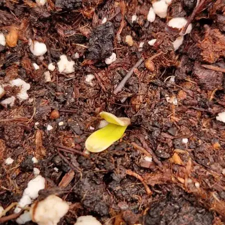 CBD 20:1 Auto