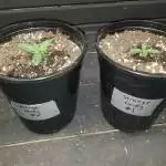 Strange candy by Uncle johnnys seeds