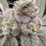 A man and his plants (Pannie)