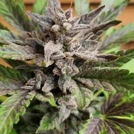 Southwest Facing Balcony Grow at 52° N