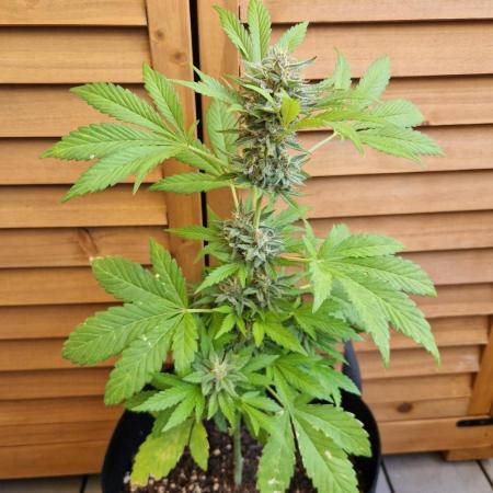 Southwest Facing Balcony Grow at 52° N