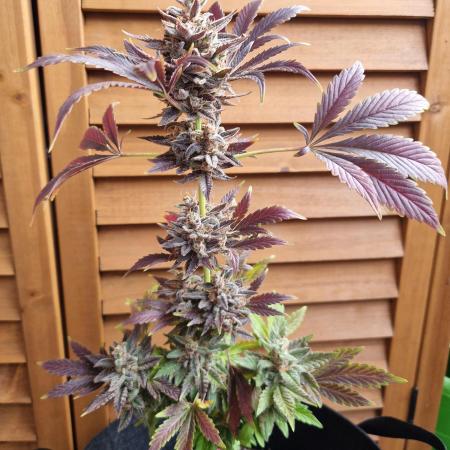 Southwest Facing Balcony Grow at 52° N