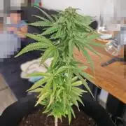 Southwest Facing Balcony Grow at 52° N