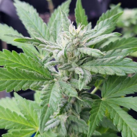 Southwest Facing Balcony Grow at 52° N