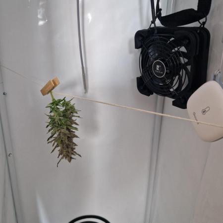 Southwest Facing Balcony Grow at 52° N