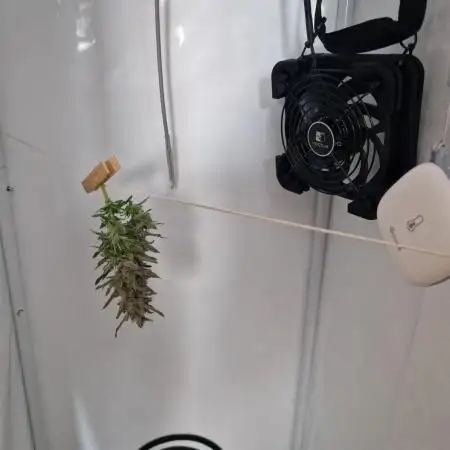Southwest Facing Balcony Grow at 52° N