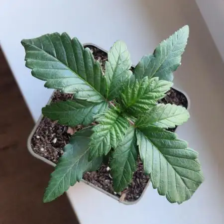 Original Sour Diesel
