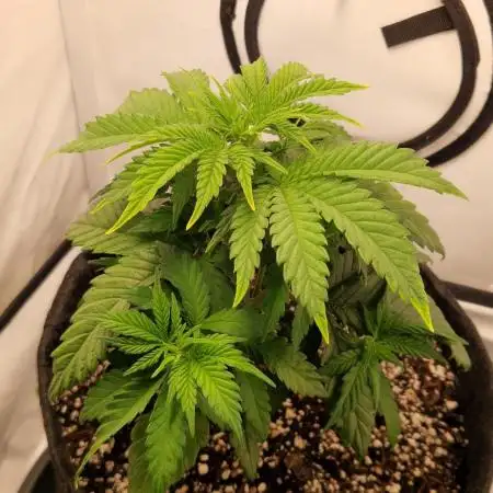 Original Sour Diesel