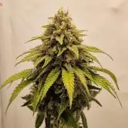 Original Sour Diesel