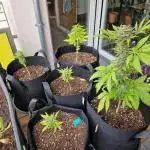 Southwest Facing Balcony Grow at 52° N