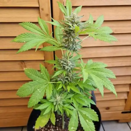 Southwest Facing Balcony Grow at 52° N