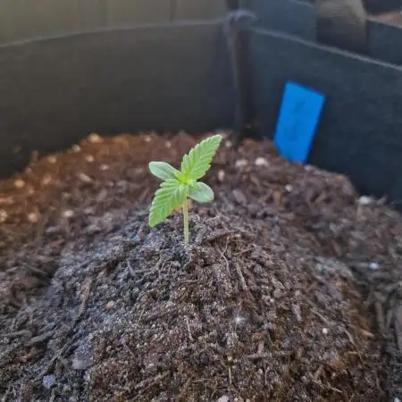 Southwest Facing Balcony Grow at 52° N