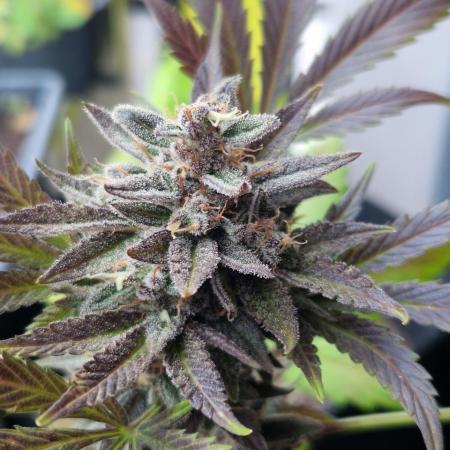 Southwest Facing Balcony Grow at 52° N