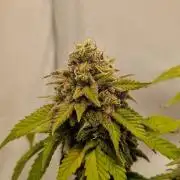 Original Sour Diesel