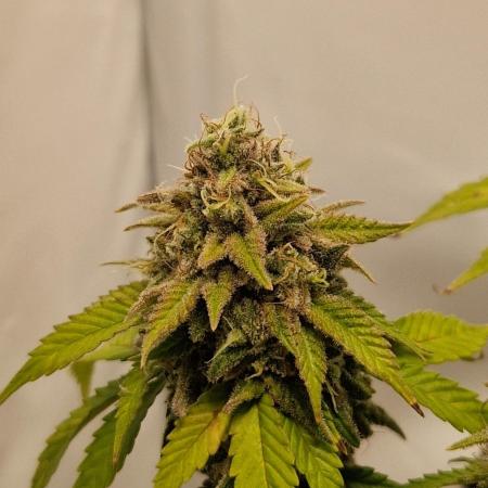 Original Sour Diesel