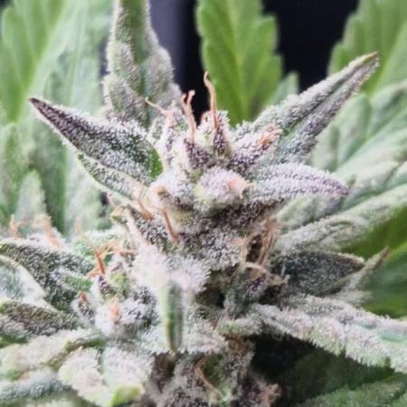 Southwest Facing Balcony Grow at 52° N