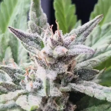 Southwest Facing Balcony Grow at 52° N