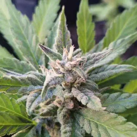 Southwest Facing Balcony Grow at 52° N