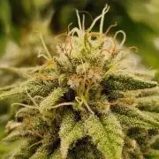 Original Sour Diesel