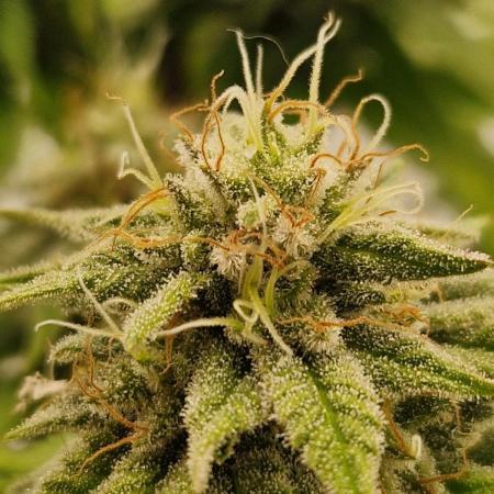 Original Sour Diesel