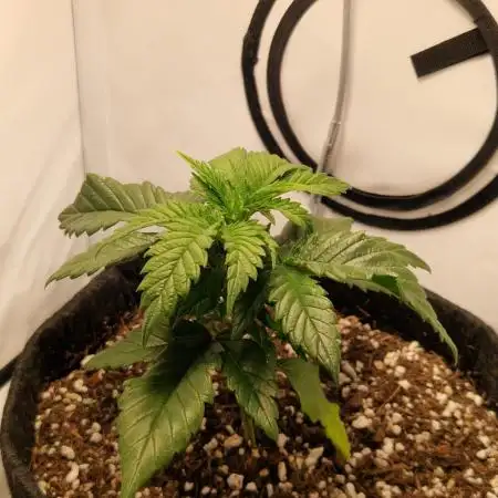 Original Sour Diesel