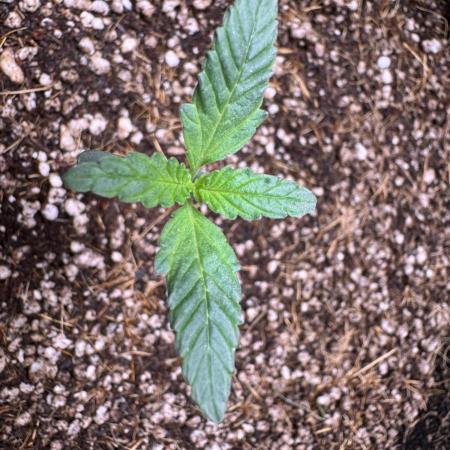 Super skunk Auto by Sensible seeds