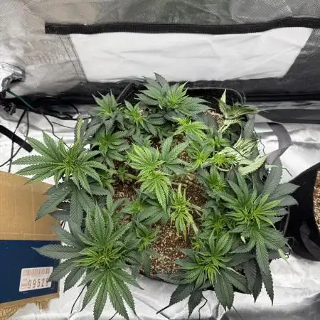 Sour Gorilla Atlas Seed NASC