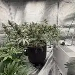 Mendo Breath Atlas Seed NASC