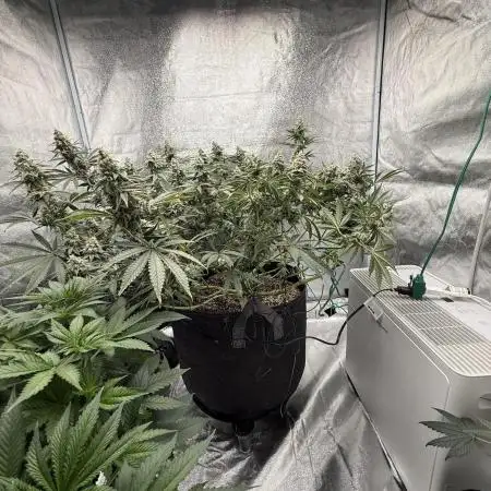 Mendo Breath Atlas Seed NASC