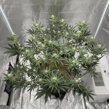 Mendo Breath Atlas Seed NASC