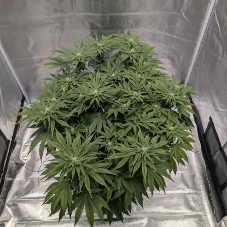 Blackberry Kush NASC North Atlantic Seed Company