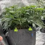Sour Gorilla Atlas Seed NASC